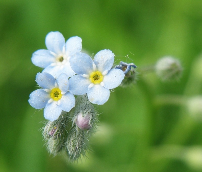 Изображение особи Myosotis arvensis.