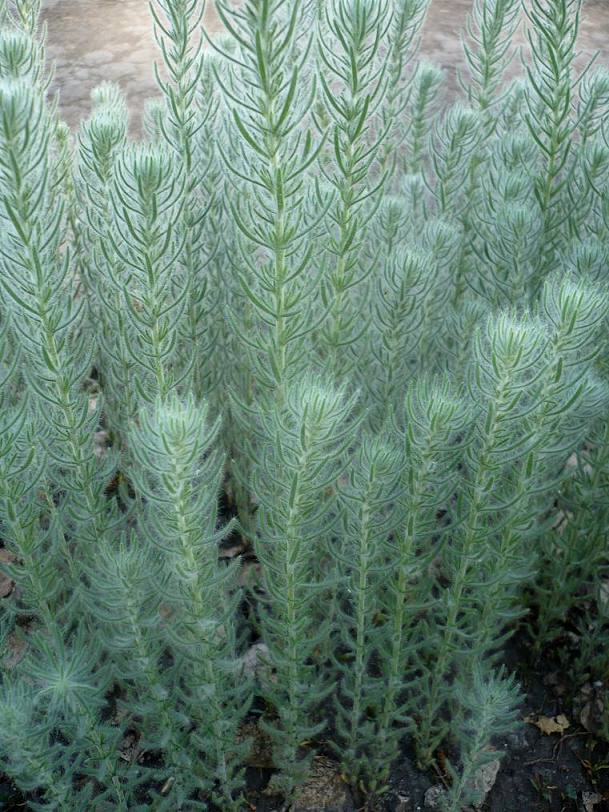 Image of Sedobassia sedoides specimen.