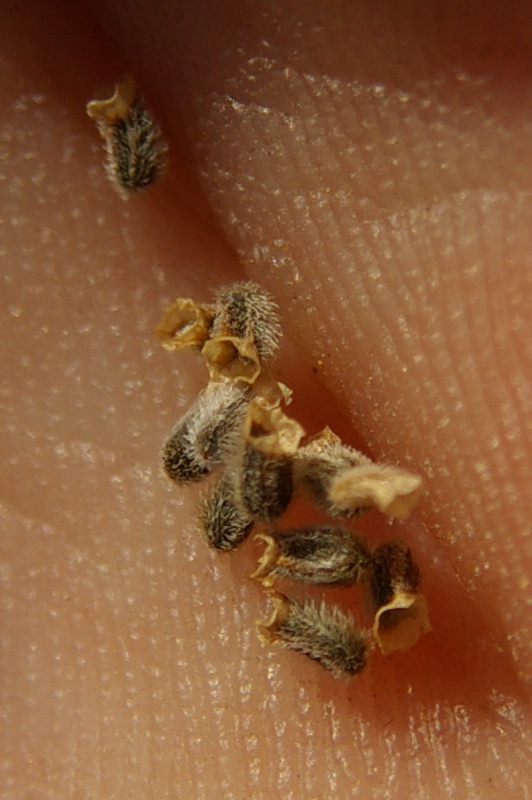 Image of Valerianella lasiocarpa specimen.