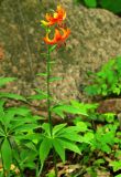 Lilium debile