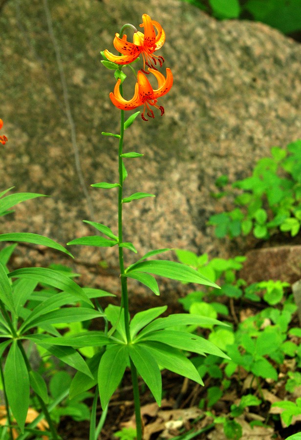 Изображение особи Lilium debile.