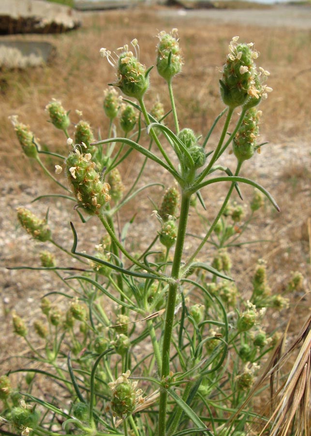 Image of Plantago arenaria specimen.