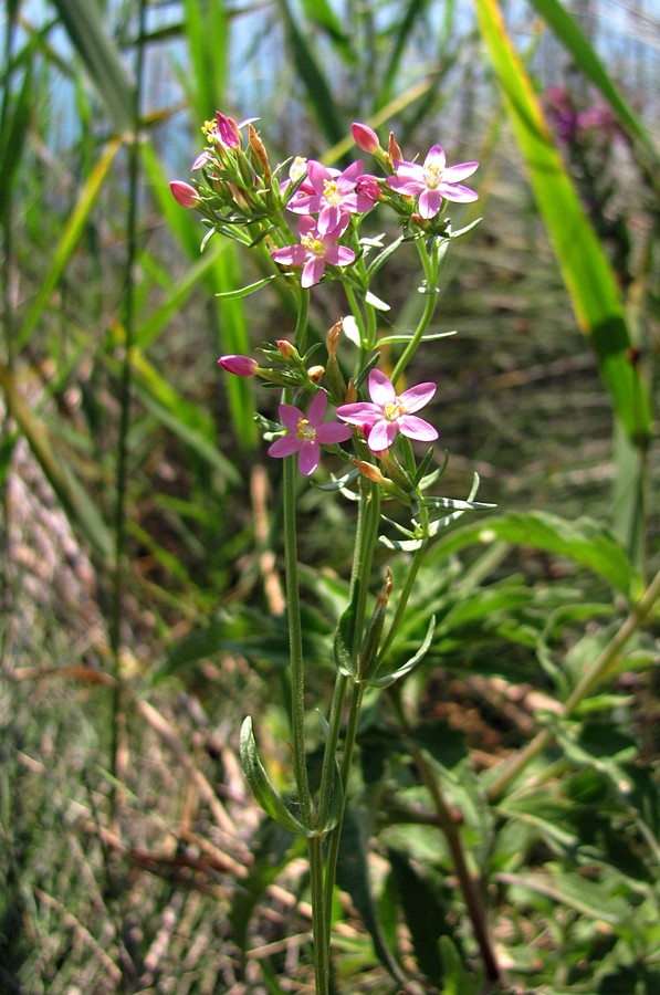 Изображение особи Centaurium erythraea ssp. turcicum.