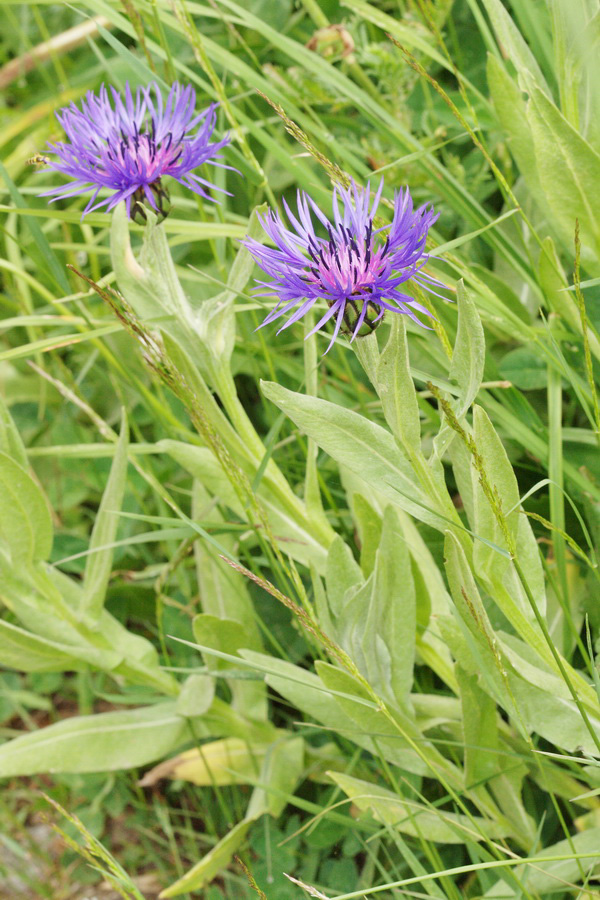 Image of Centaurea nigrofimbria specimen.