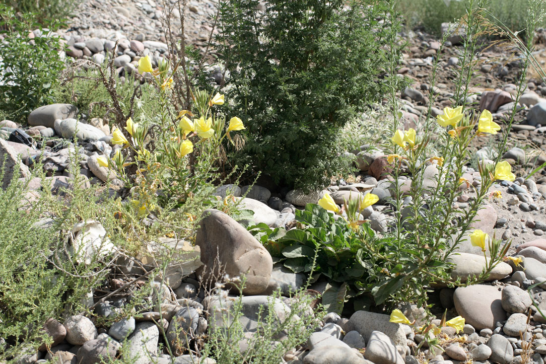 Изображение особи Oenothera glazioviana.