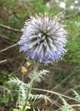 Echinops armatus. Верхушка побега с соцветием. Крым, окр. Ялты, заповедник \"Мыс Мартьян\". 22 августа 2011 г.