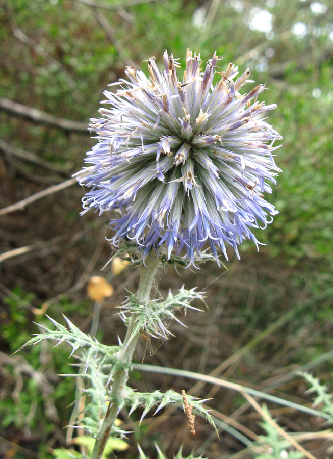 Изображение особи Echinops armatus.