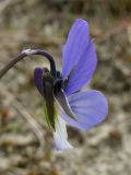 Viola maritima