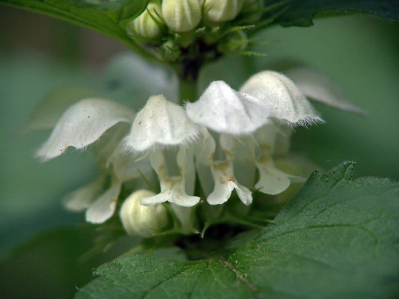 Image of Lamium album specimen.