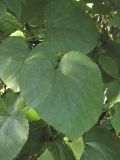 Aristolochia manshuriensis