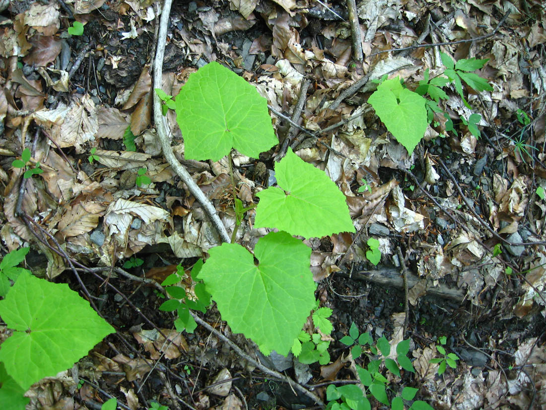 Image of Cicerbita macrophylla specimen.