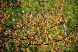 Populus tremula