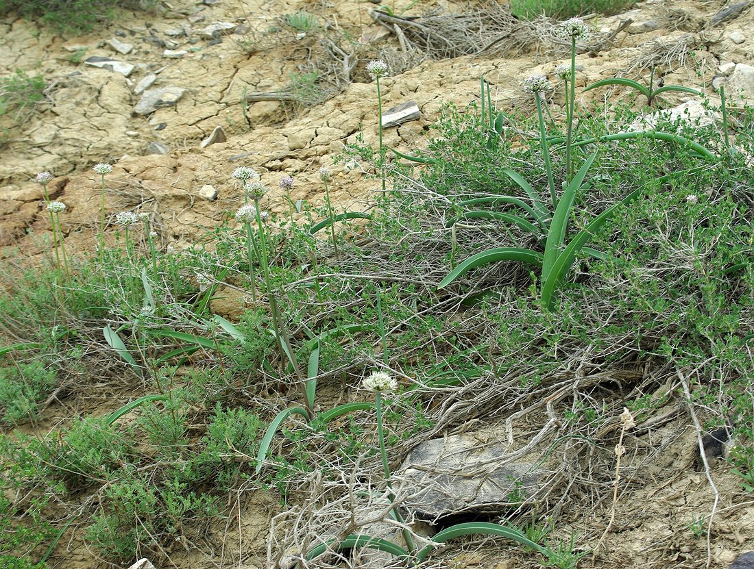 Изображение особи Allium tulipifolium.