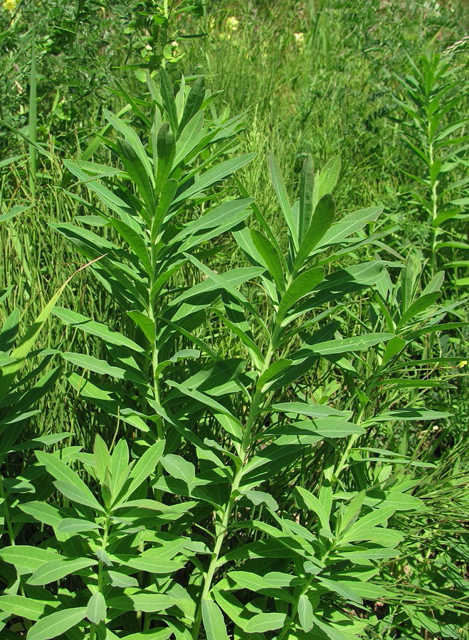 Изображение особи Euphorbia borodinii.