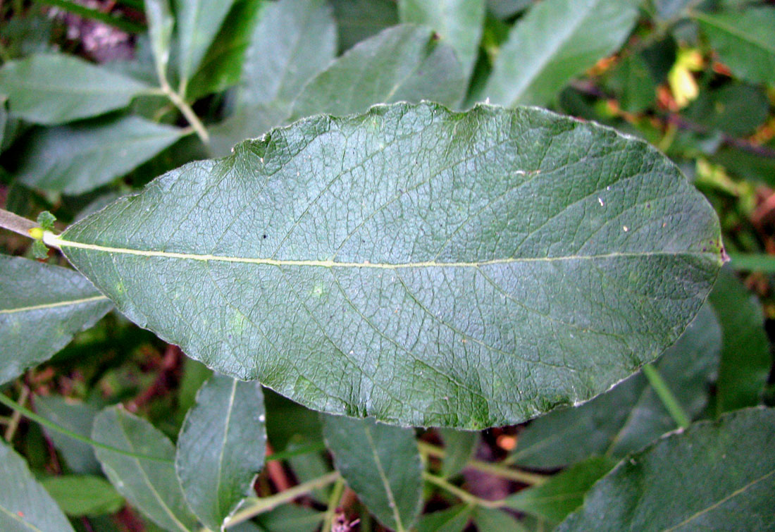 Image of Salix × multinervis specimen.
