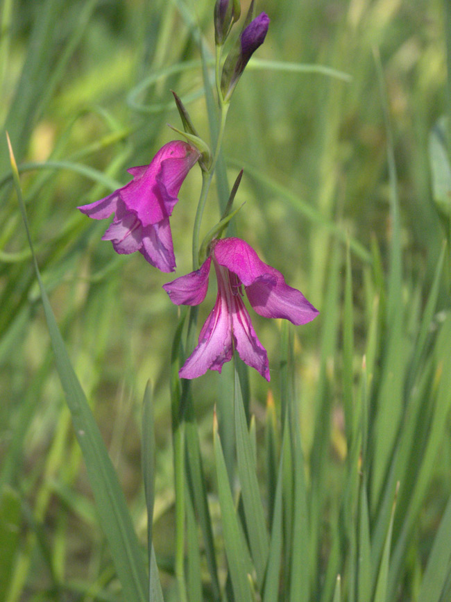 Image of Gladiolus communis specimen.