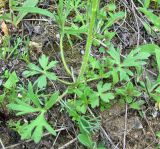 Ranunculus polyanthemos