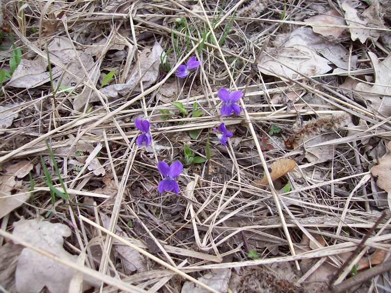 Image of Viola hirta specimen.