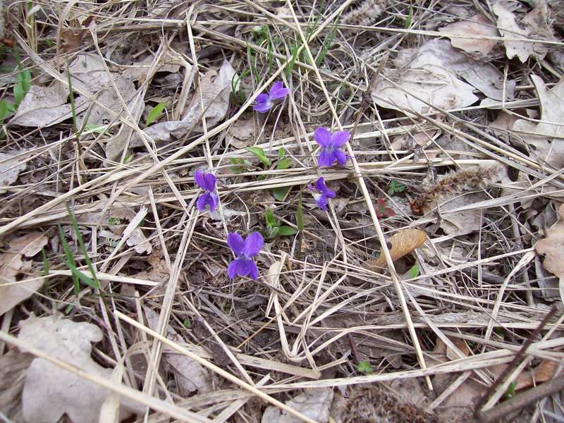 Изображение особи Viola hirta.