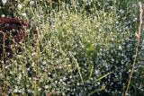 Stellaria graminea