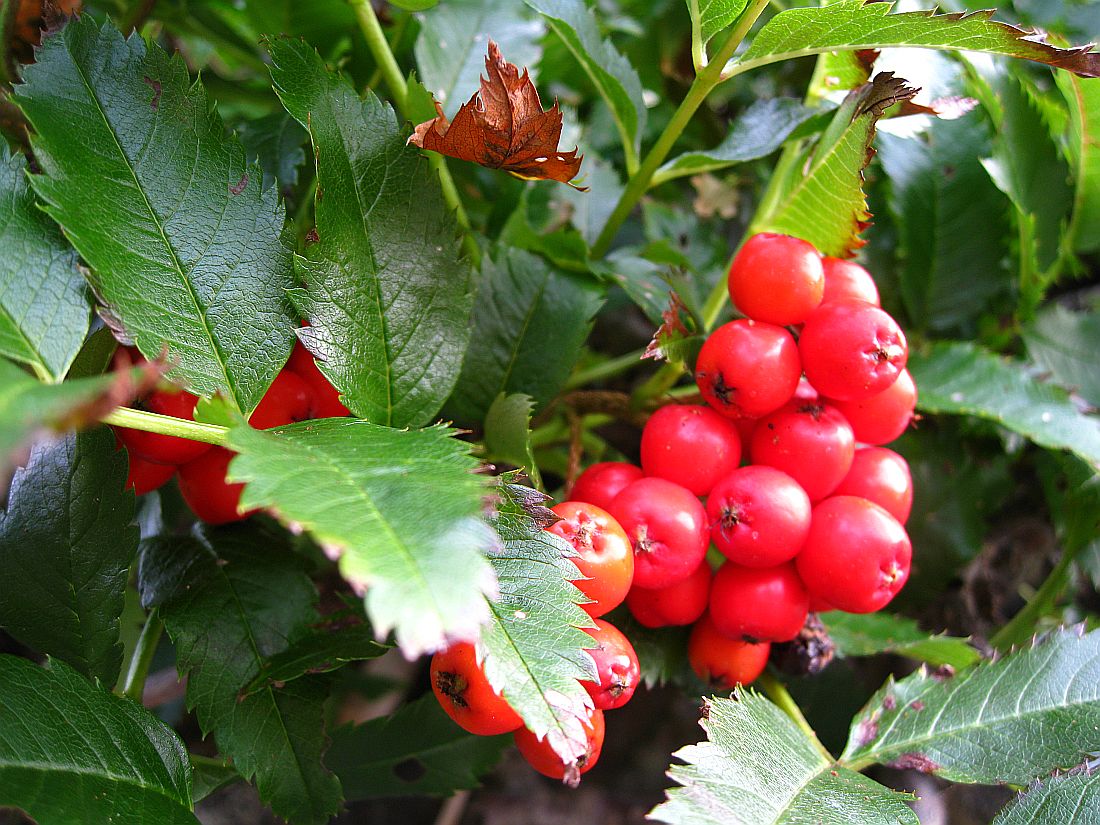 Изображение особи Sorbus sambucifolia.