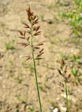 Poa compressa