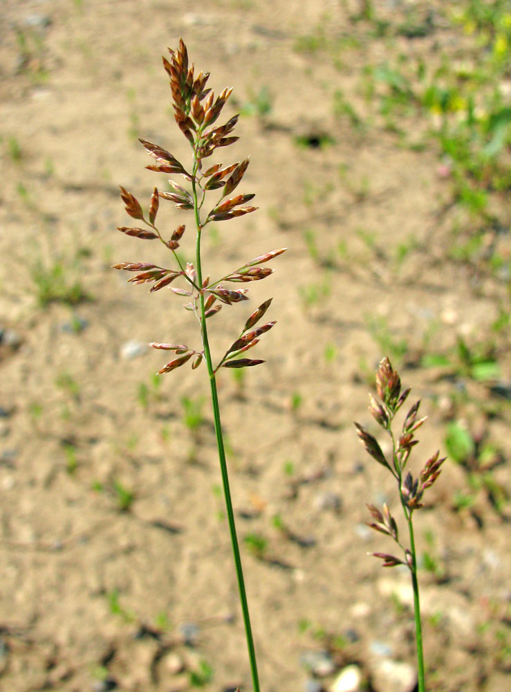 Image of Poa compressa specimen.