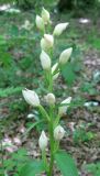 Cephalanthera damasonium. Соцветие. Крым, Симферопольский р-н, окр. с. Краснолесье, дубовый лес. 6 июня 2011 г.