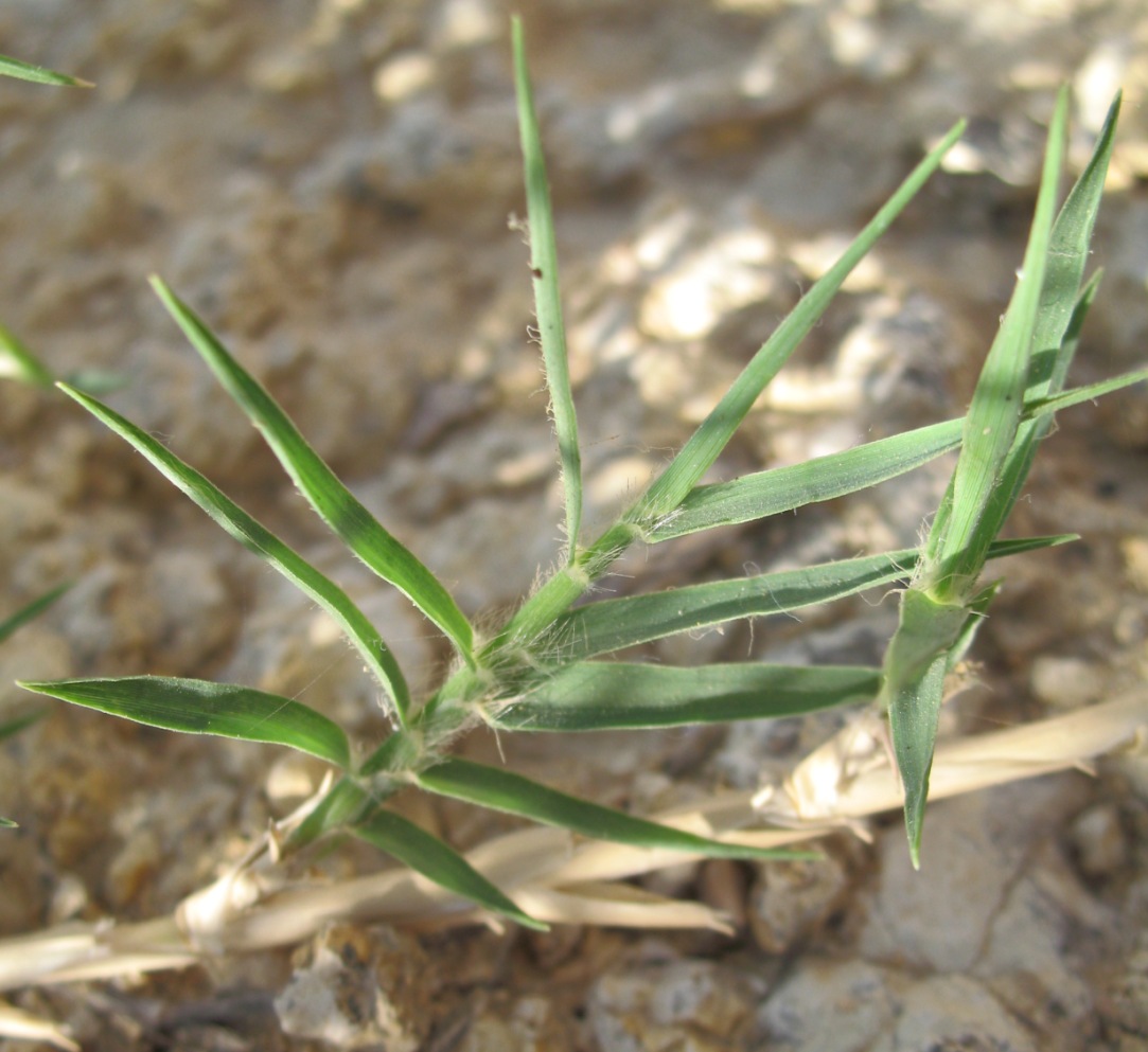 Image of Cynodon dactylon specimen.