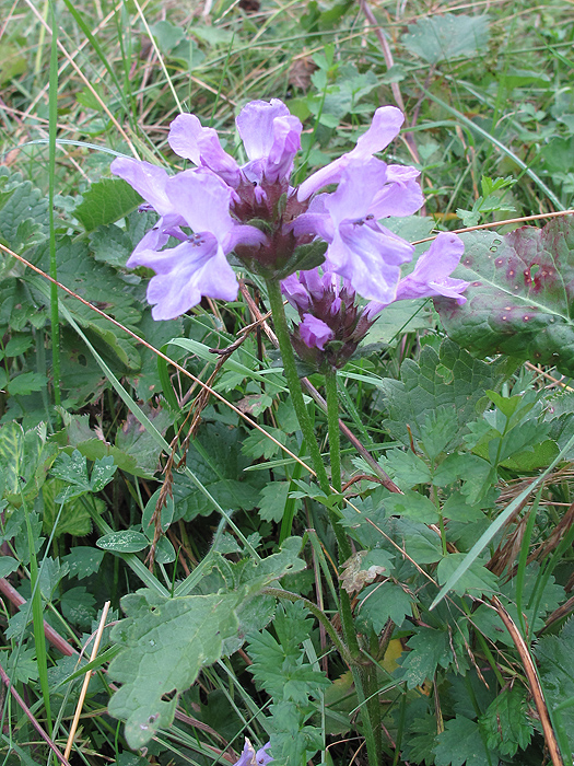 Image of Betonica macrantha specimen.