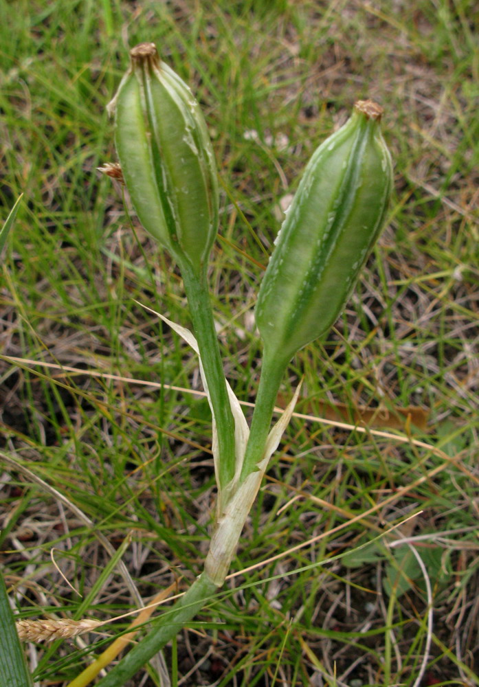 Image of Iris biglumis specimen.