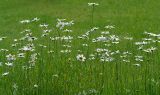 Leucanthemum maximum