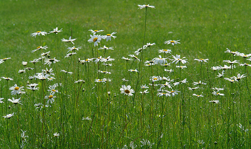 Image of Leucanthemum maximum specimen.