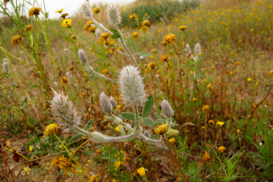 Изображение особи Trifolium palaestinum.