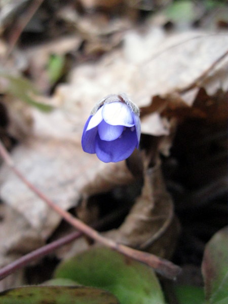 Image of Hepatica nobilis specimen.