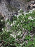 Amelanchier ovalis. Ветви с цветками. Крым, Южный склон Айпетринского яйлинского массива. 7 мая 2012 г.
