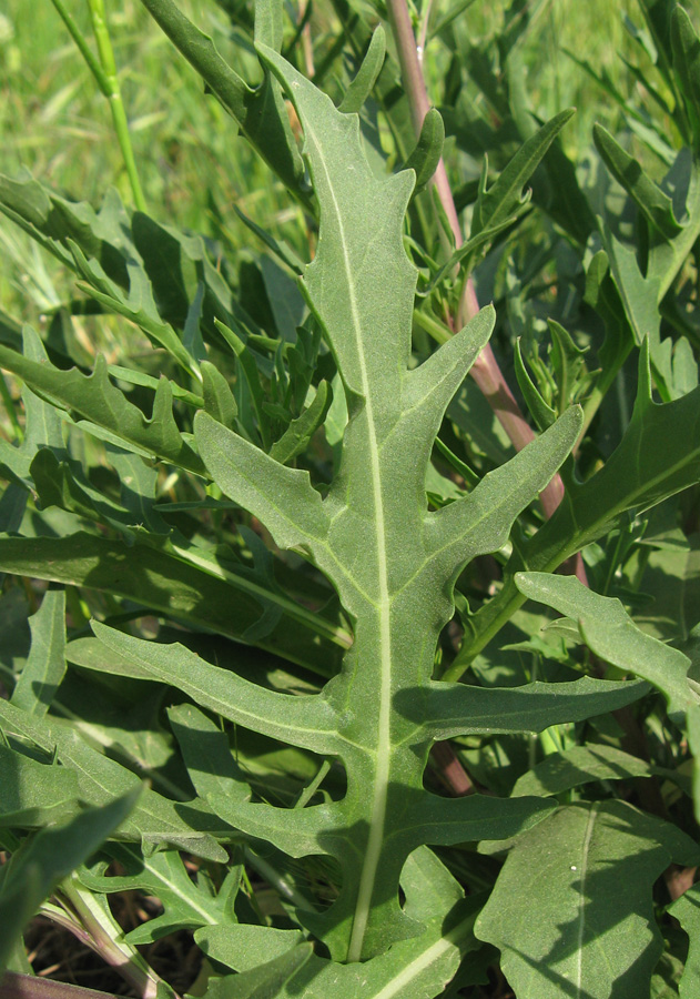 Изображение особи Diplotaxis tenuifolia.