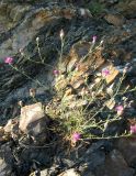 Centaurea stankovii. Цветущее растение. Крым, южный берег, подножье горы Аюдаг, склон к морю. 4 июня 2012 г.