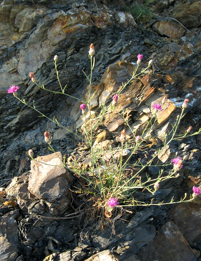 Image of Centaurea stankovii specimen.