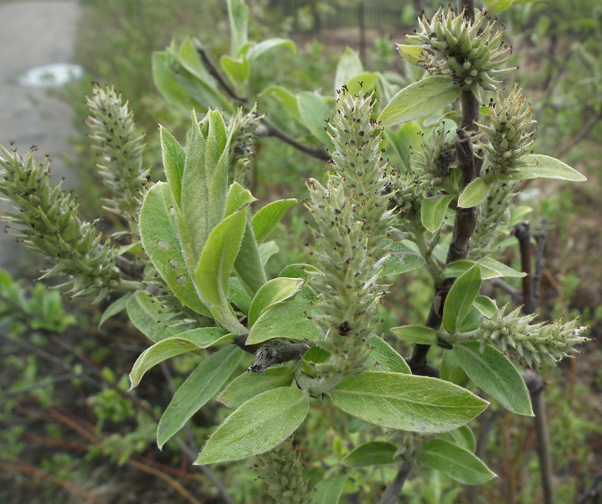 Image of Salix lapponum specimen.