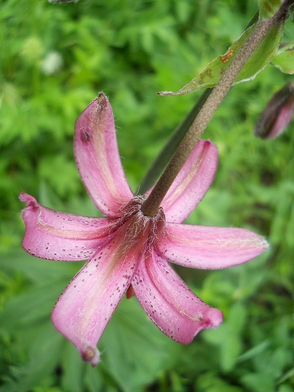 Image of Lilium pilosiusculum specimen.