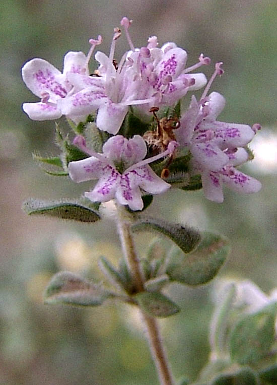 Image of Thymus trautvetteri specimen.