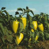 Capsicum annuum