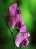 Lathyrus sylvestris