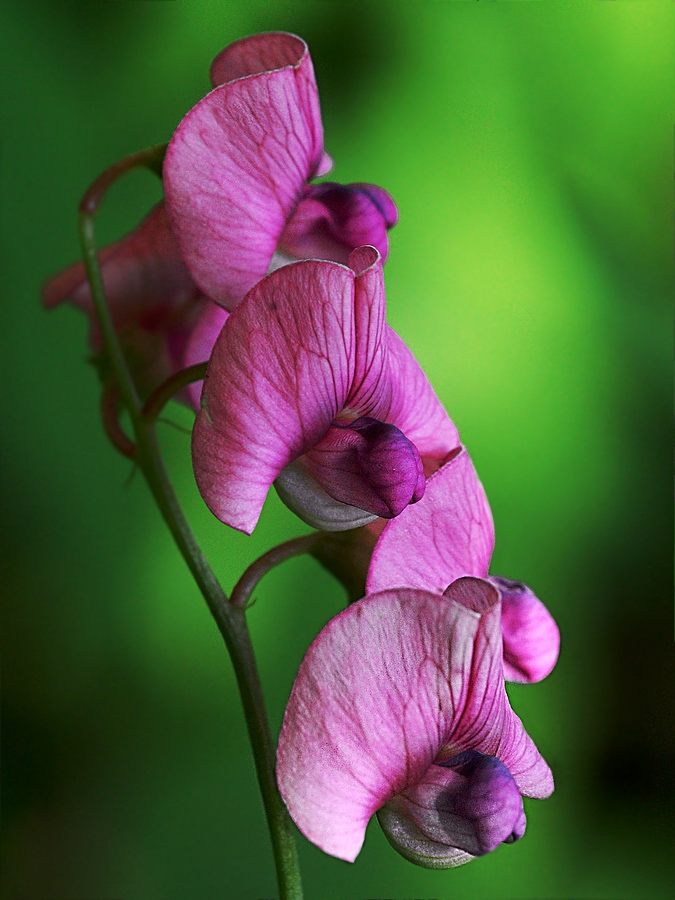 Изображение особи Lathyrus sylvestris.