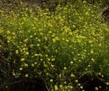 Ranunculus flammula. Заросли цветущих и плодоносящих растений. Курская обл., Железногорский р-н, с. Карманово, верховья притока р. Мцень. 22 июля 2007 г.