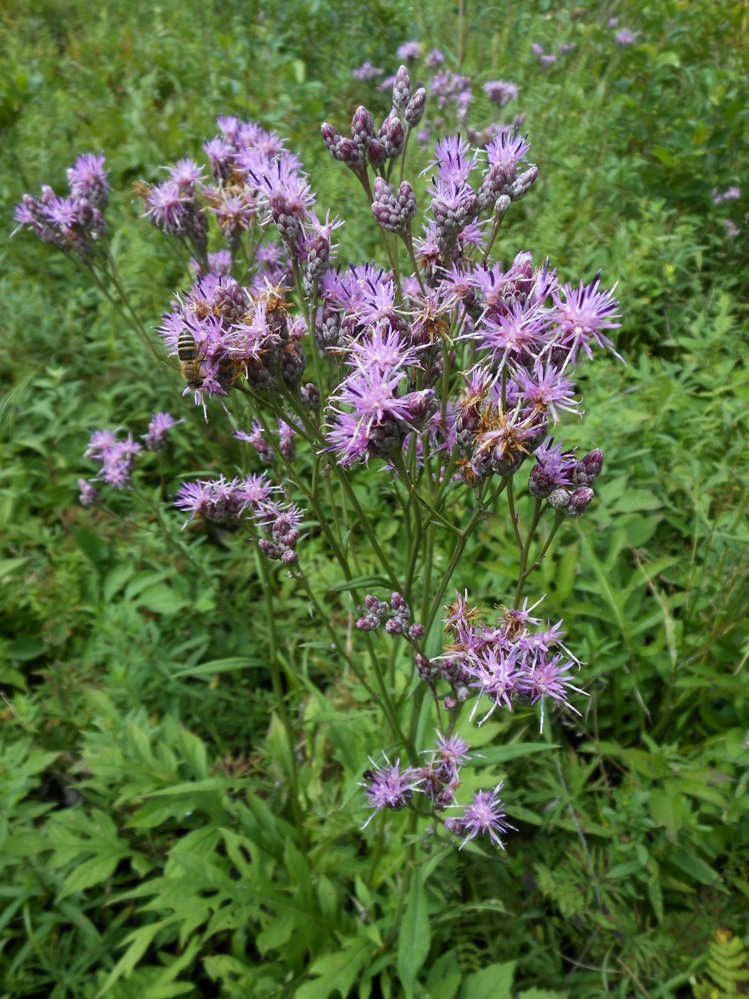 Image of Saussurea maximowiczii specimen.