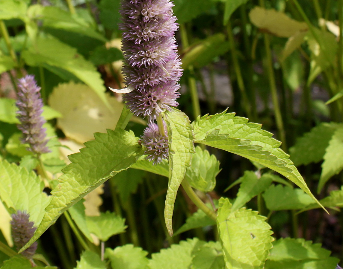 Изображение особи род Agastache.