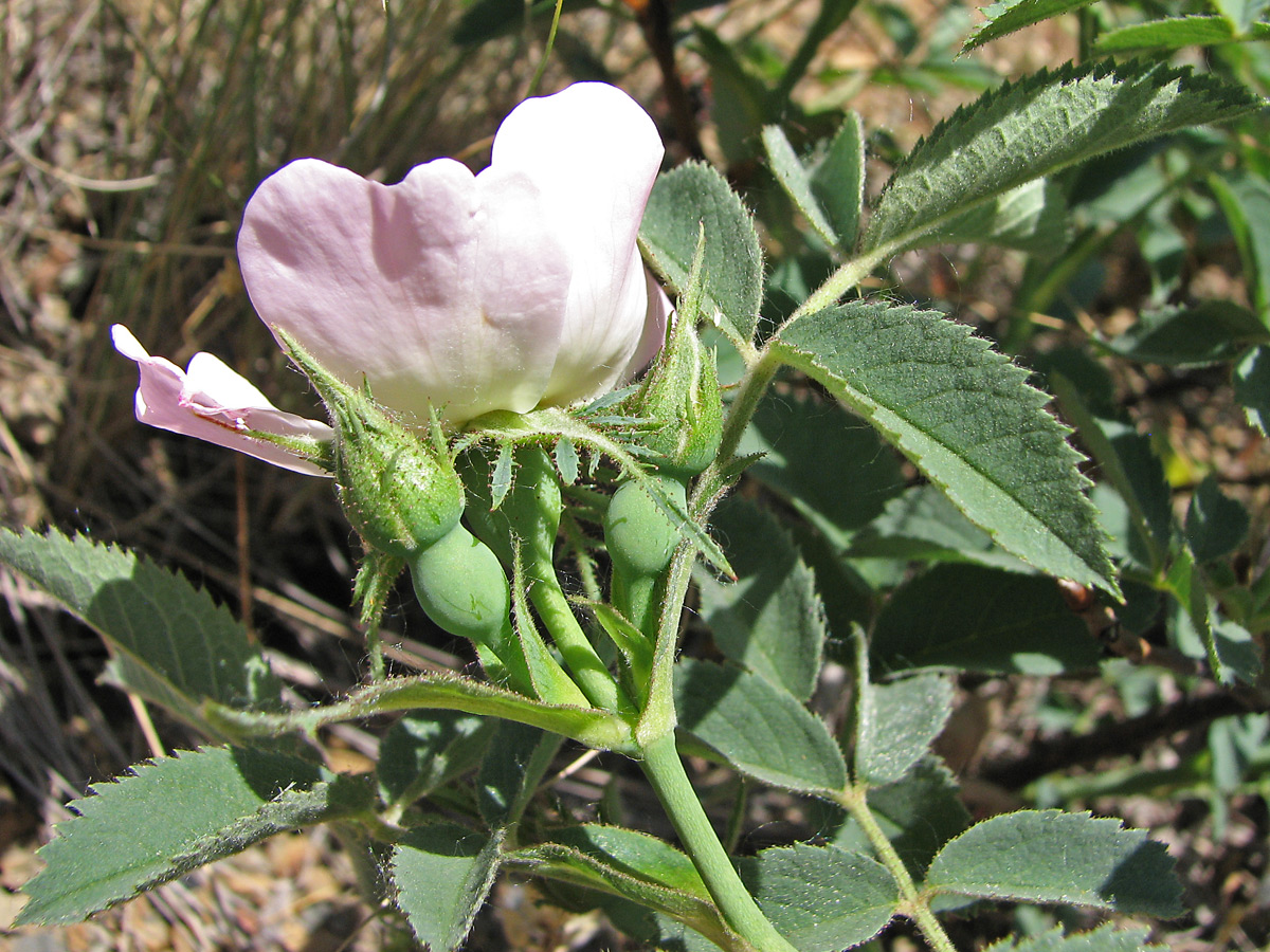 Image of Rosa balsamica specimen.