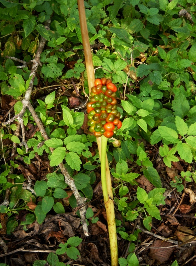 Image of Arisaema amurense specimen.